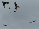 FZ015565 Red kites (Milvus milvus).jpg